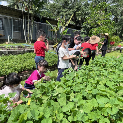 Tham quan, học tập ngoại khóa tại vườn rau